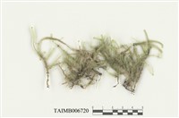 藏品(平苔科)的圖片